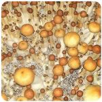 Псилоцибиновые (галлюциногенные)  грибы Psilocybin "Golden Teacher" в Спас-Деменске
