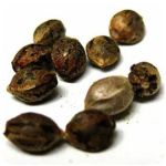 Семена марихуаны АК-47  (Seeds AK-47) в Спас-Деменске
